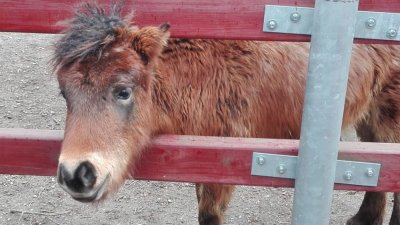 Jak se žije zvířatům v zimní ZOO II.